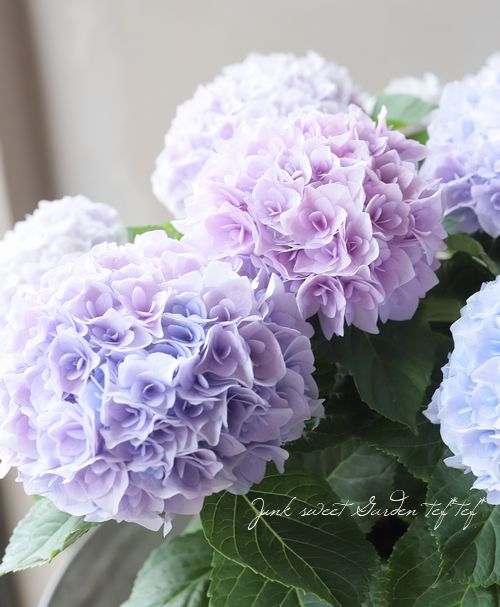 紫陽花 黒茎！紫陽花『ゼブラ・フィエスタ』 パープル黒茎玉 | すべての商品