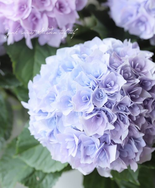 Ȭ�ź餭���۲֡��إ��ꥣ�١��ޡ��֥�