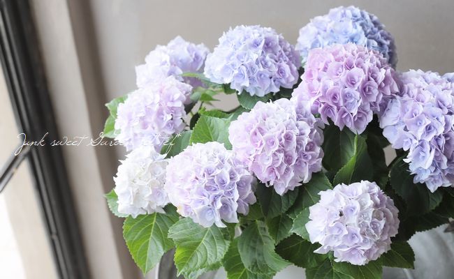 Ȭ�ź餭���۲֡��إ��ꥣ�١��ޡ��֥�