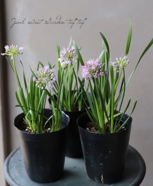 アリウム アリューム ミレニアム すべての商品 Junk Sweet Garden Tef Tef