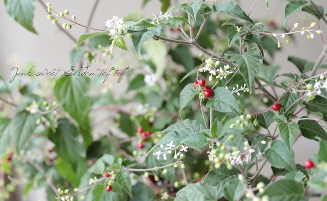 ジュズサンゴ エンジ すべての商品 Junk Sweet Garden Tef Tef