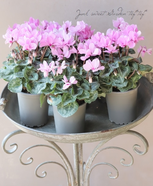 �ڷڰ�������������ݡ� �����ǥ󥷥����� �إץƥ��ࡼ���� ��A��