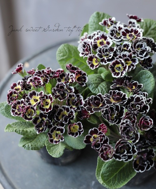 �ץ��顡�إӥ��ȥꥢ���ʡ����֥��