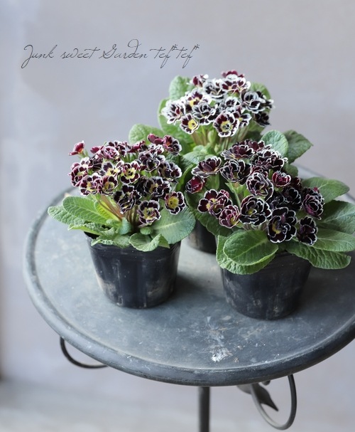 �ץ��顡�إӥ��ȥꥢ���ʡ����֥��