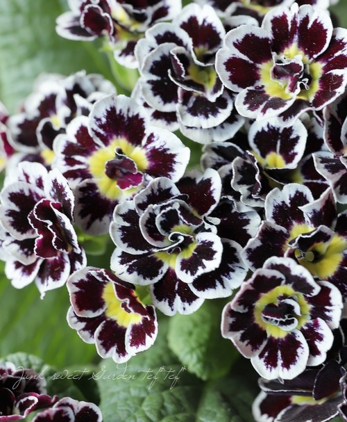 �ץ��顡�إӥ��ȥꥢ���ʡ����֥��