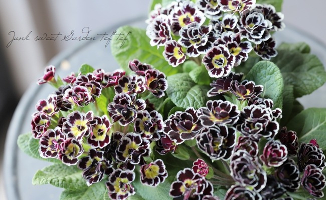 �ץ��顡�إӥ��ȥꥢ���ʡ����֥��