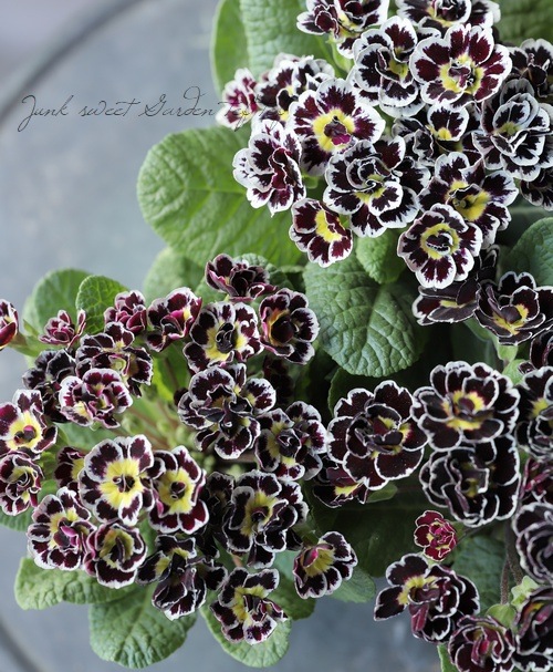 �ץ��顡�إӥ��ȥꥢ���ʡ����֥��