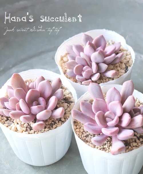 ��¿����ʪ�� �����٥ꥢ �إȥåץ����ǥӡ��� �ڤϤʤ�����¿���ۡ�