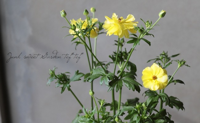 綾園芸さんのラナンキュラス ラックスシリーズ『ピュタロス』 | すべて