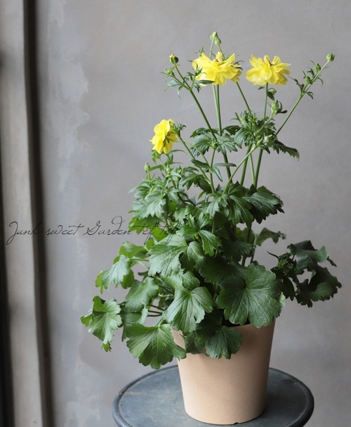 綾園芸さんのラナンキュラス ラックスシリーズ『ピュタロス』 | すべて