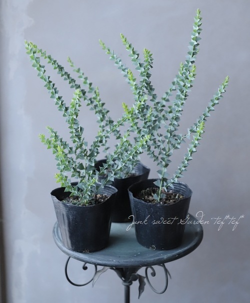 三角葉アカシア 『カルトリフォラミス』 | すべての商品 | | Junk