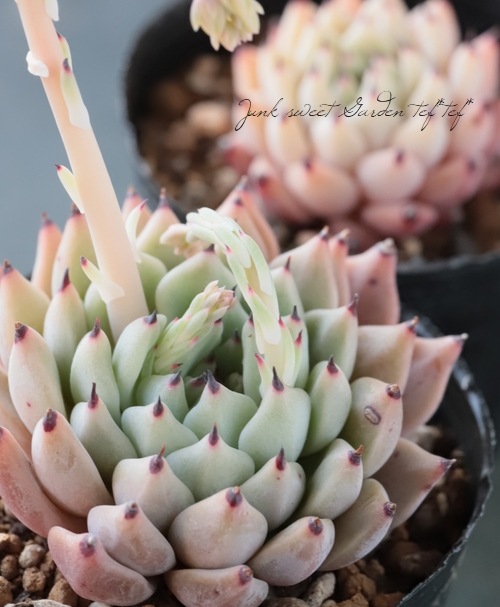 ��¿����ʪ�� �إᥭ�����󥷥������饴�����١������٥ꥢ°�����Ȥ����꡼��