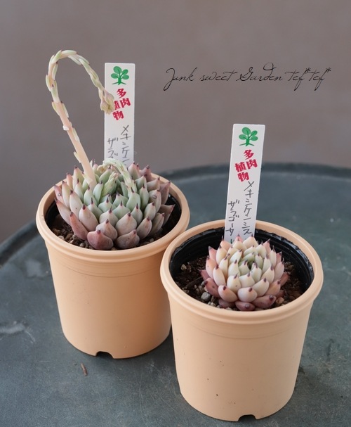 ��¿����ʪ�� �إᥭ�����󥷥������饴�����١������٥ꥢ°�����Ȥ����꡼��
