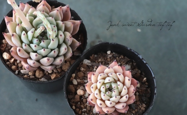 ��¿����ʪ�� �إᥭ�����󥷥������饴�����١������٥ꥢ°�����Ȥ����꡼��