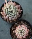 ��¿����ʪ�� �إᥭ�����󥷥������饴�����١������٥ꥢ°�����Ȥ����꡼��