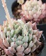 ��¿����ʪ�� �إᥭ�����󥷥������饴�����١������٥ꥢ°�����Ȥ����꡼��