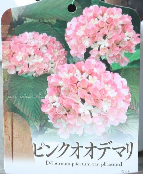 �����ǥޥꡡ�إԥ󥯡�