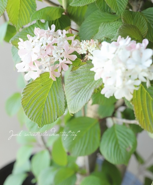 �����ǥޥꡡ�إԥ󥯡�