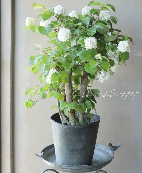 �����ǥޥꡡ�إԥ󥯡�