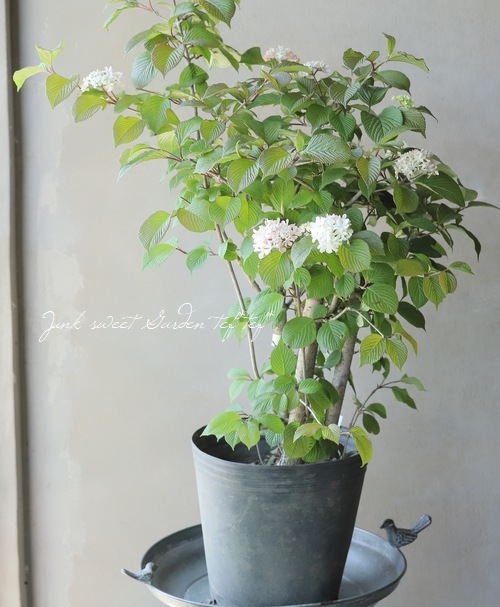 �����ǥޥꡡ�إԥ󥯡�