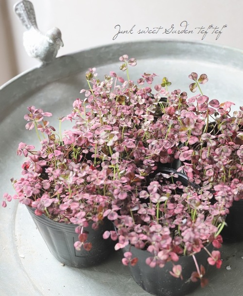 ߤȱݥСإ󥸥륯С١C