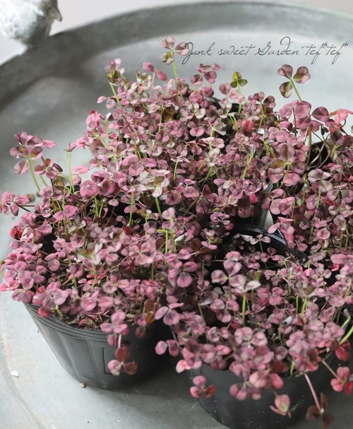 ߤȱݥСإ󥸥륯С١C