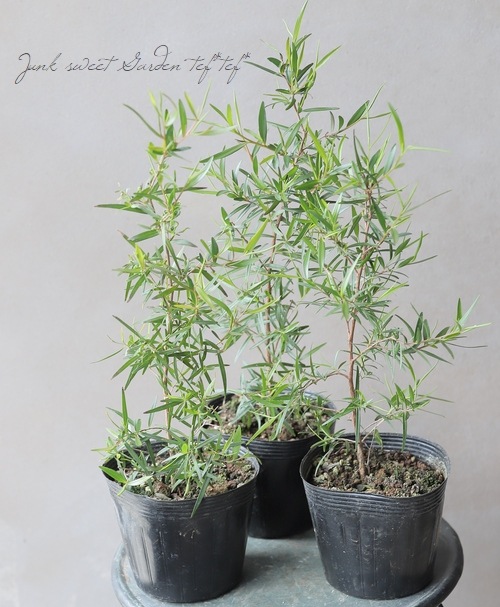 �ڥϡ��֡ۡ���ץȥ��ڥ�ޥ� �إ���ƥ����ĥ꡼��