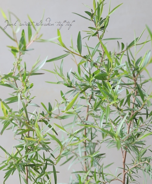 �ڥϡ��֡ۡ���ץȥ��ڥ�ޥ� �إ���ƥ����ĥ꡼��