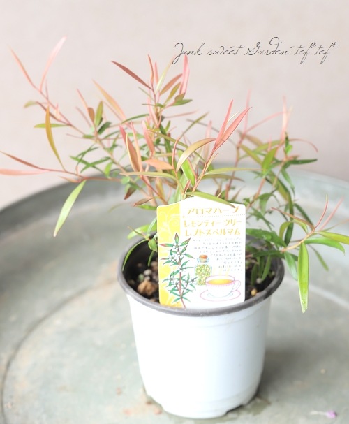 �ڥϡ��֡ۡ���ץȥ��ڥ�ޥ� �إ���ƥ����ĥ꡼��