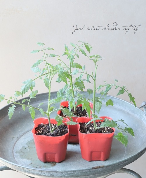 家庭菜園】高糖度ミニフルーツトマト 『ミラクルリッチ』ハルディン