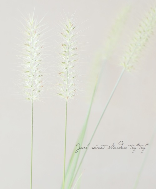 �ڥ��饹��ʪ�ۥڥ˥����ࡦ�����ڥ������ǥ� �إ��������饷�С�