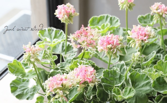 ���餭����˥��� �إۥ磻�ȥ�󥰡�