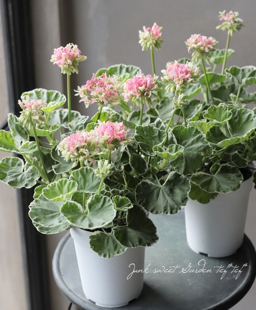 ���餭����˥��� �إۥ磻�ȥ�󥰡�