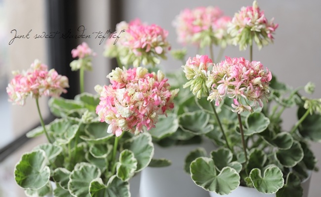 ���餭����˥��� �إۥ磻�ȥ�󥰡�