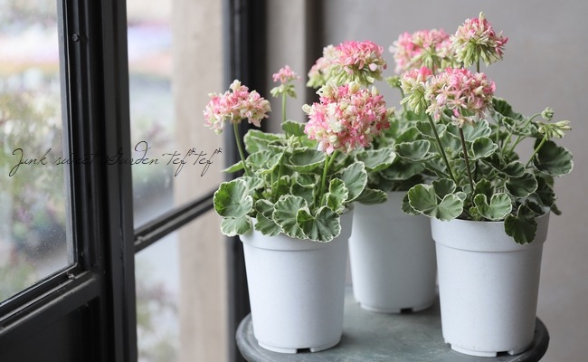 ���餭����˥��� �إۥ磻�ȥ�󥰡�