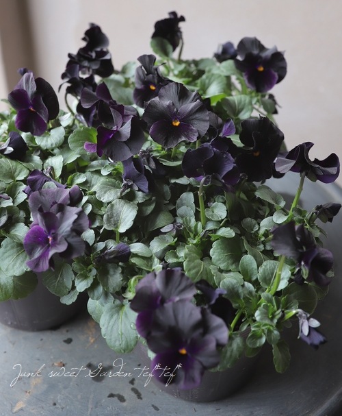 10苗セット！半額！】◇ビオラ 『ブラックデライト』 | すべての商品