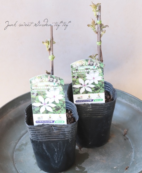 クレマチス・インテグリフォリア系 『アフロディーテ・ナナミール