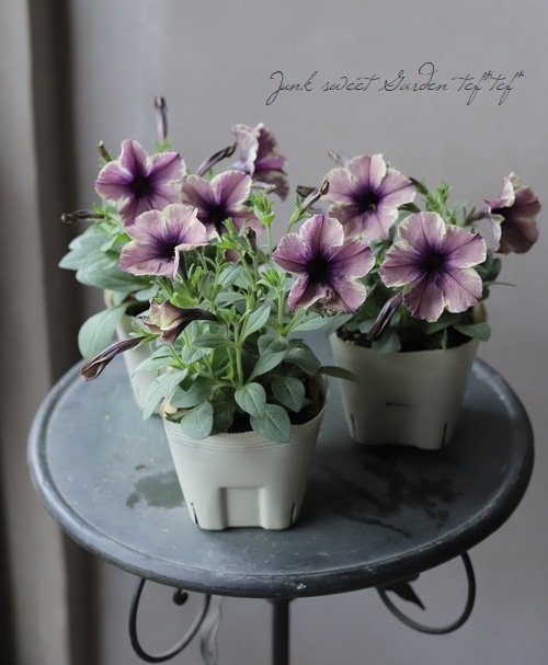 花芳オリジナル】 ペチュニア・モンローウォーク 『ベールモーブ