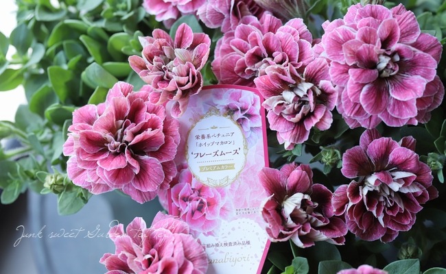 八重咲きペチュニア フレーズムース ホイップマカロンプレミアムカラー すべての商品 Junk Sweet Garden Tef Tef