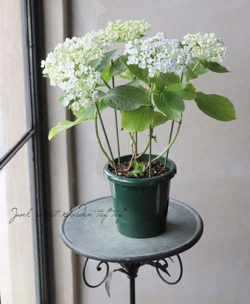おたふく紫陽花 パステルカラー 品種名不明 すべての商品 Junk Sweet Garden Tef Tef