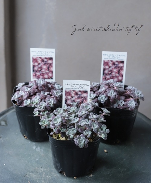 ��¿����ʪ�ۥ����ࡦ���ѥĥ�ե��ꥦ�� �إѡ��ץ쥦���