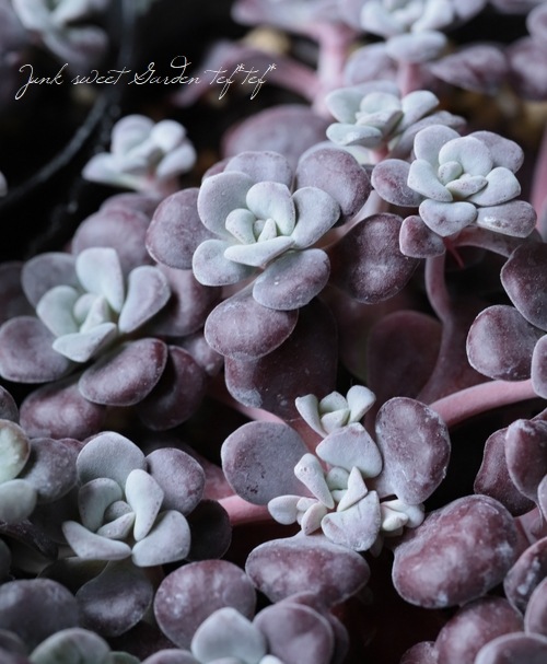 ��¿����ʪ�ۥ����ࡦ���ѥĥ�ե��ꥦ�� �إѡ��ץ쥦���