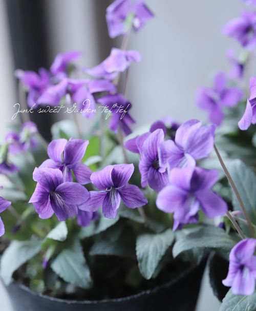 �ɺ����ߥ졡����ϩ���ߤ�١�