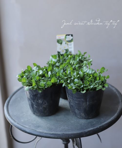 ニーレンベルギア リブラリス 銀盃草 ギンバイソウ すべての商品 Junk Sweet Garden Tef Tef