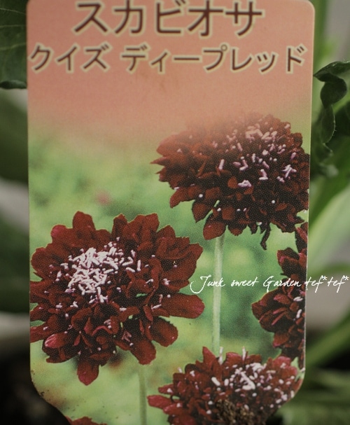 スカビオサ 『クイズ・ディープレッド』 | すべての商品 | | Junk