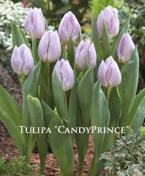 球根】 チューリップ 『キャンディプリンス』 | 球根 | | Junk sweet
