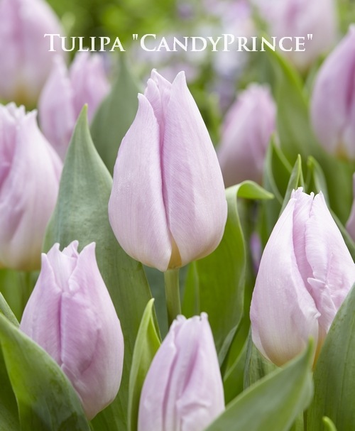 チューリップ 5_000000016499.jpg?1678209903