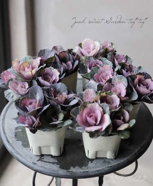 ����ƥ������ղ�ð����˨�֥��å�����