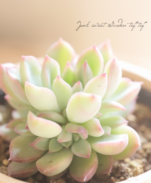 多肉植物】 『女雛』 エケベリア属 いとうぐりーん | すべての商品