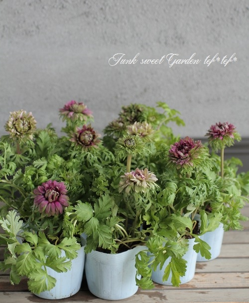 八重咲きアネモネ 『試作品』 来年の新品種になるかも？！♪ | すべて